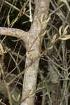 Sandhill oak